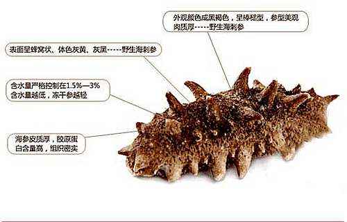 煙臺(tái)海參批發(fā)告訴你，這幾種海參要不得