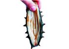 煙臺(tái)海參批發(fā)之海參肉壁的白色筋條是什么?