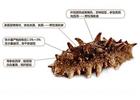 煙臺(tái)海參批發(fā)告訴你，這幾種海參要不得