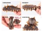 在身體不同時(shí)期應(yīng)該如何食用海參